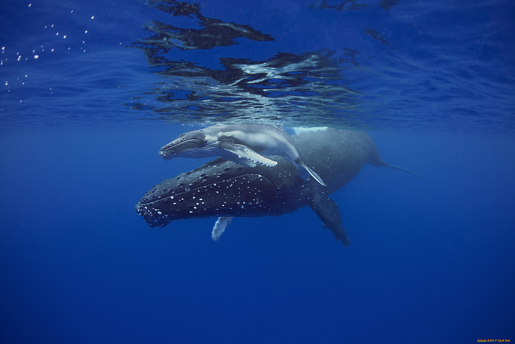 sleeping mother and calf humpback whales, , ,  , , 